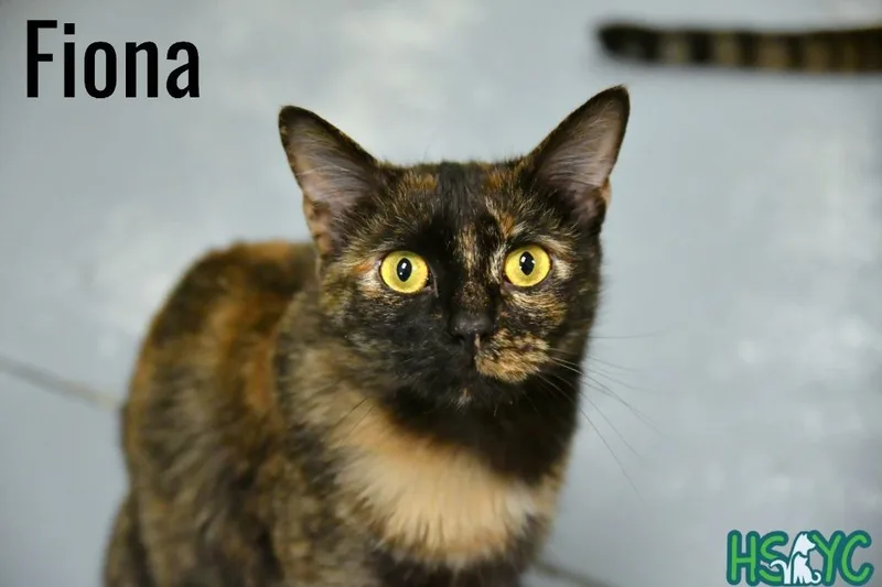 Fiona thumbnail 3