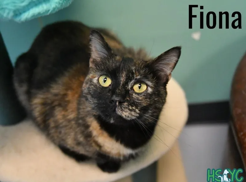 Fiona thumbnail 4