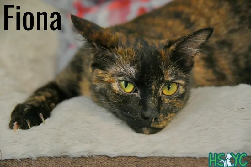 Fiona thumbnail 5