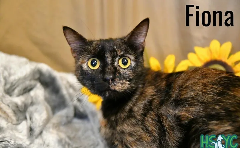 Fiona thumbnail 6