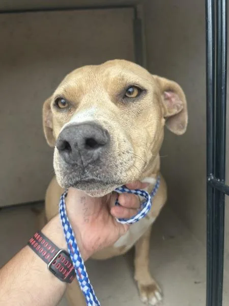 An adult medium-sized female Pit Bull Terrier dog named Crimson for adoption in Victorville, CA