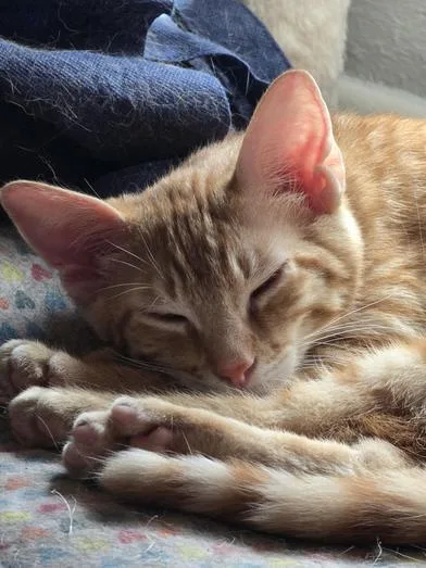 Olive & Rowan thumbnail 2