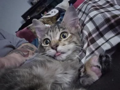 A baby medium-sized male Tortoiseshell Domestic Medium Hair cat named Olive & Rowan for adoption in Liverpool, TX