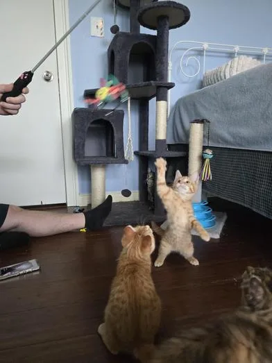 Olive & Rowan thumbnail 3