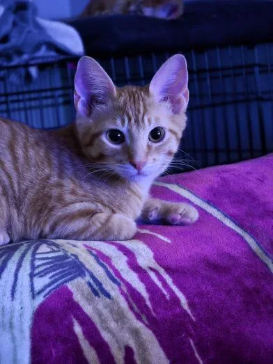 Olive & Rowan thumbnail 4