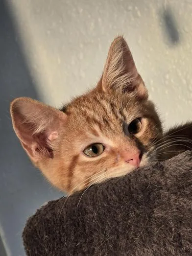 Olive & Rowan thumbnail 5