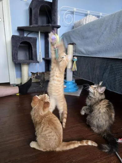 Olive & Rowan thumbnail 6