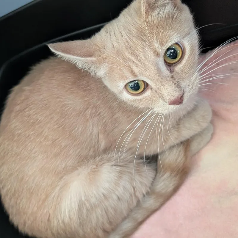 A young small-sized female Cream / Ivory Domestic Short Hair cat named Jennifur for adoption in Asheville, NC