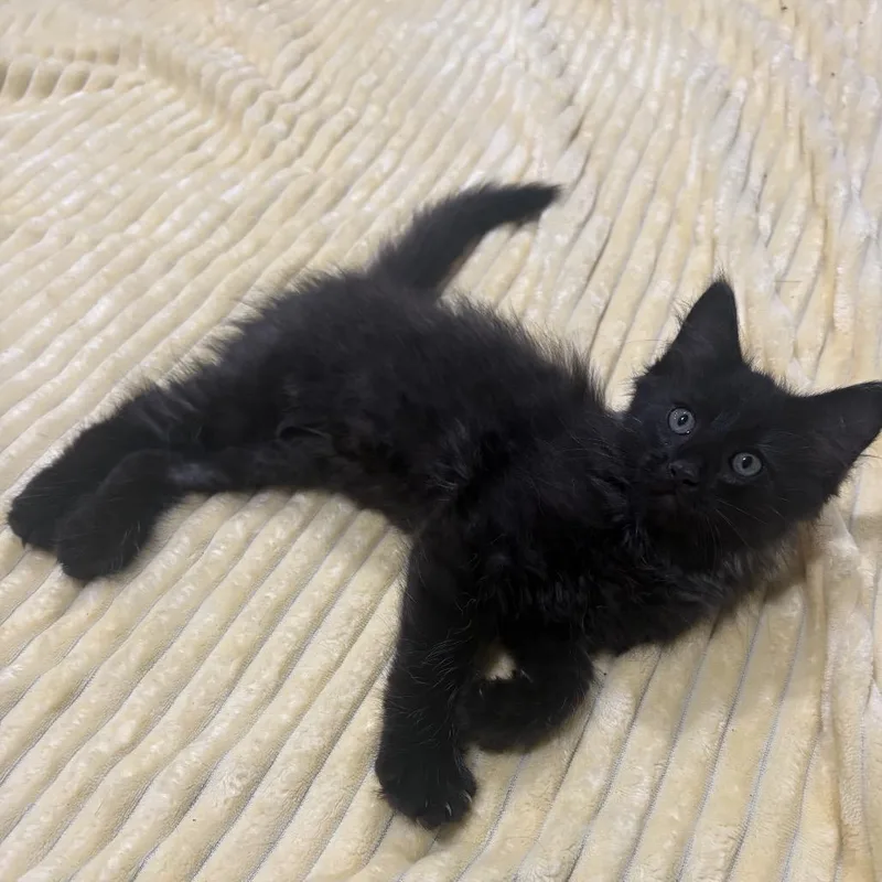 A young small-sized male Black Persian cat named Kingston Wkh for adoption in Independence, MO