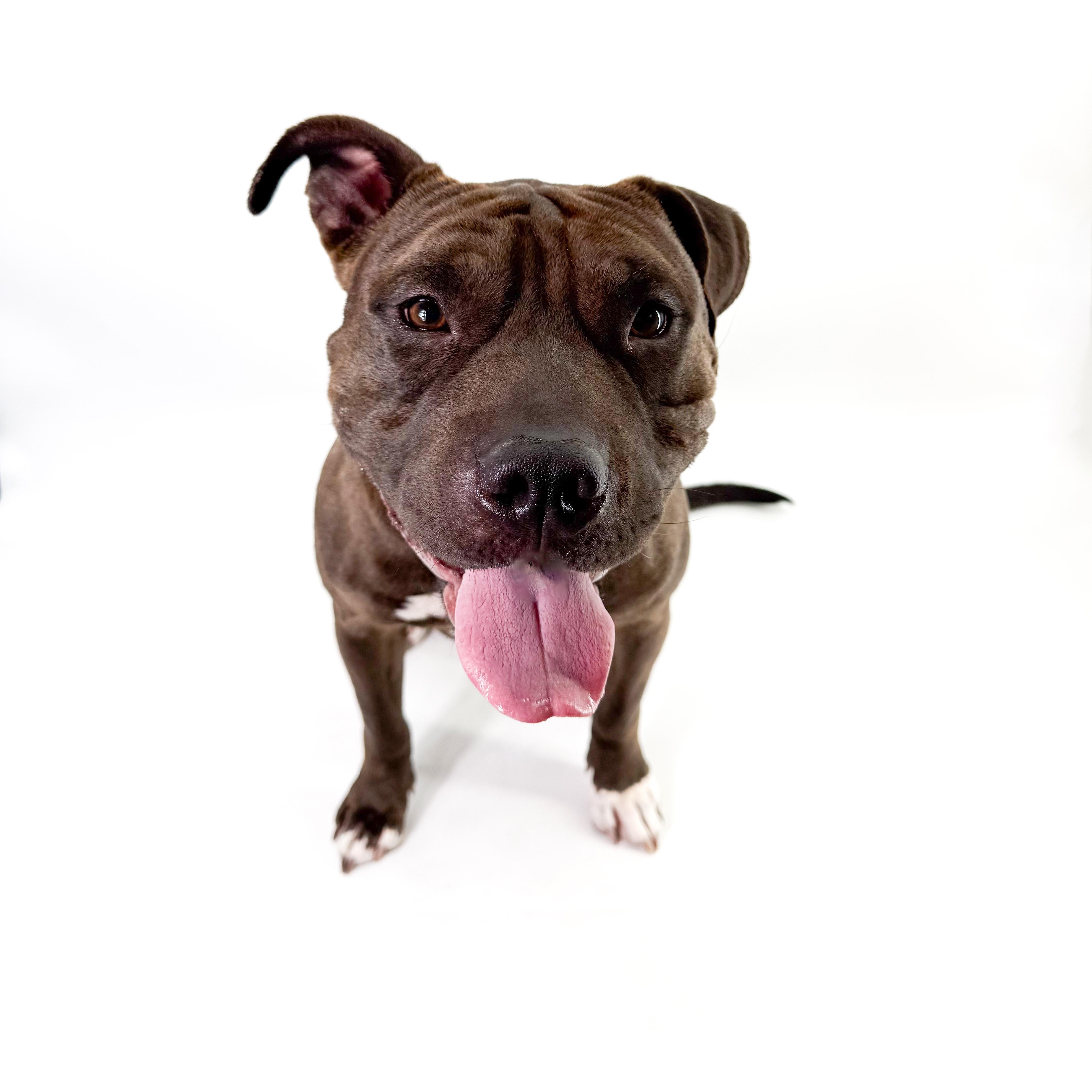 An adult medium-sized female Black Shar-Pei dog named Wednesday for adoption in Scottsdale, AZ