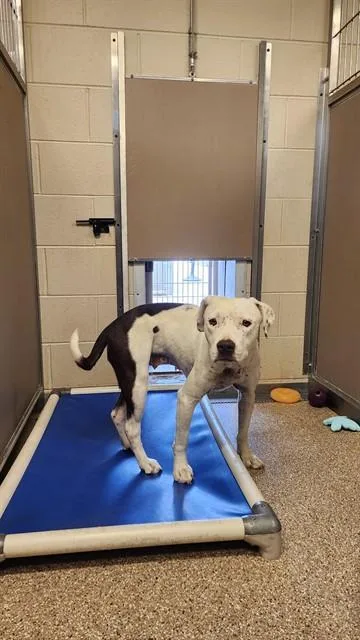 A young large-sized female Pit Bull Terrier dog named Perla for adoption in Albuquerque, NM