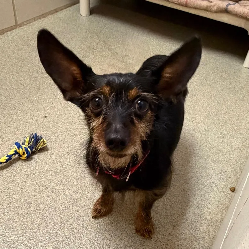 An adult small-sized male Black Mixed Breed dog named Sammy for adoption in Waukesha, WI