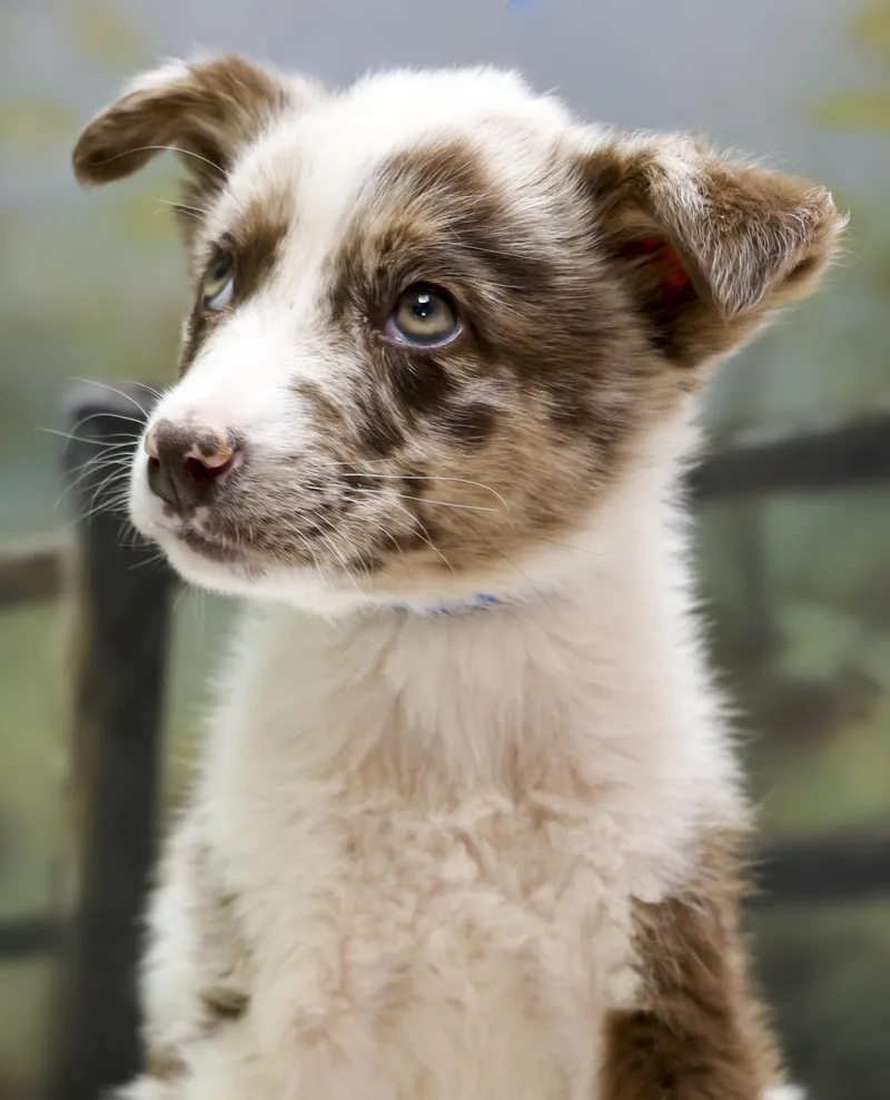 Aussie Puppies  Bruce