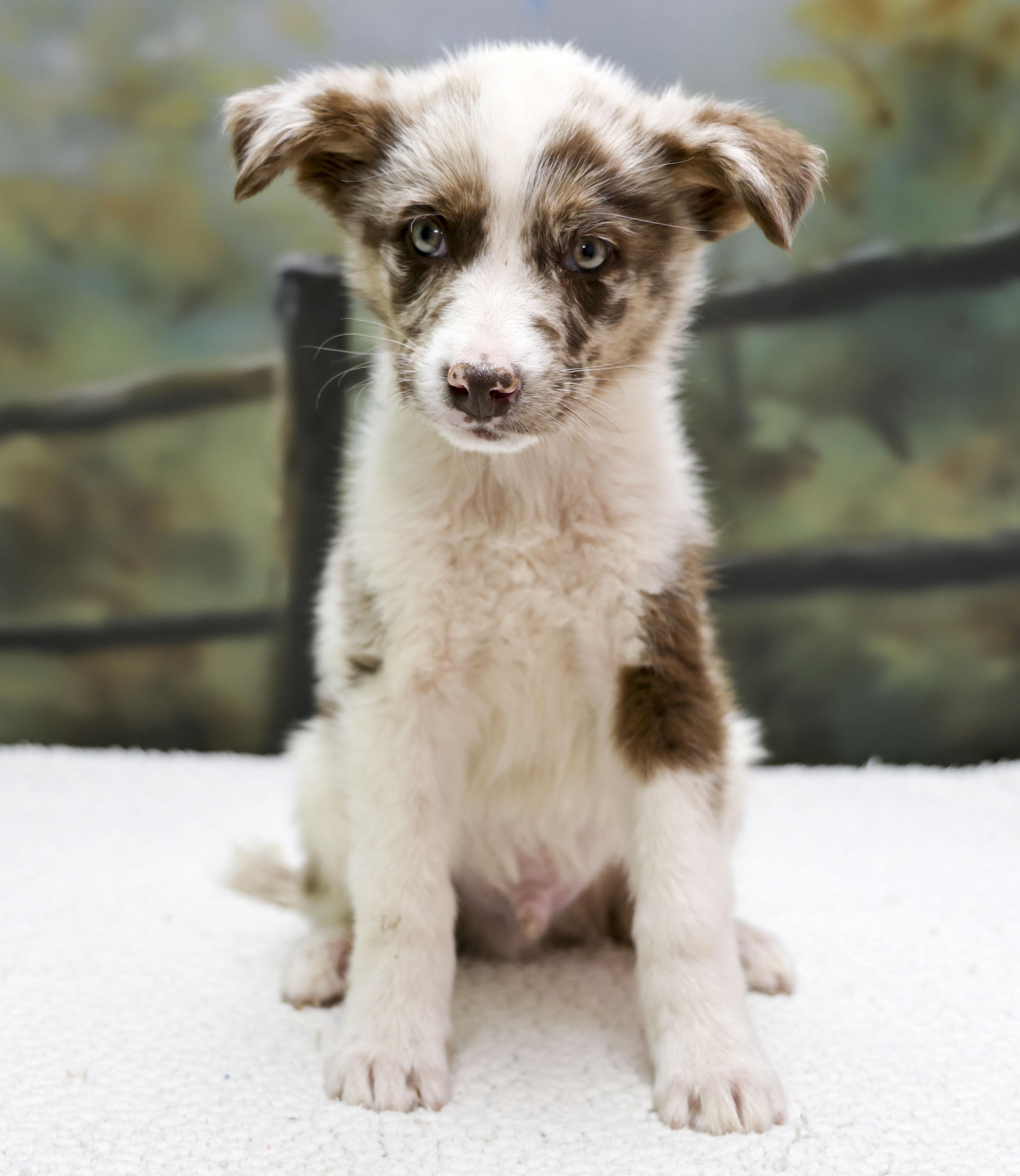 Aussie Puppies  Bruce thumbnail 3