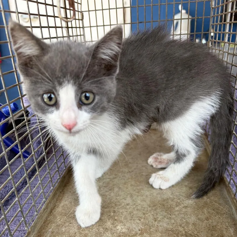 A baby small-sized male Gray / Blue / Silver Domestic Short Hair cat named Mini Cooper for adoption in Edinburg, TX