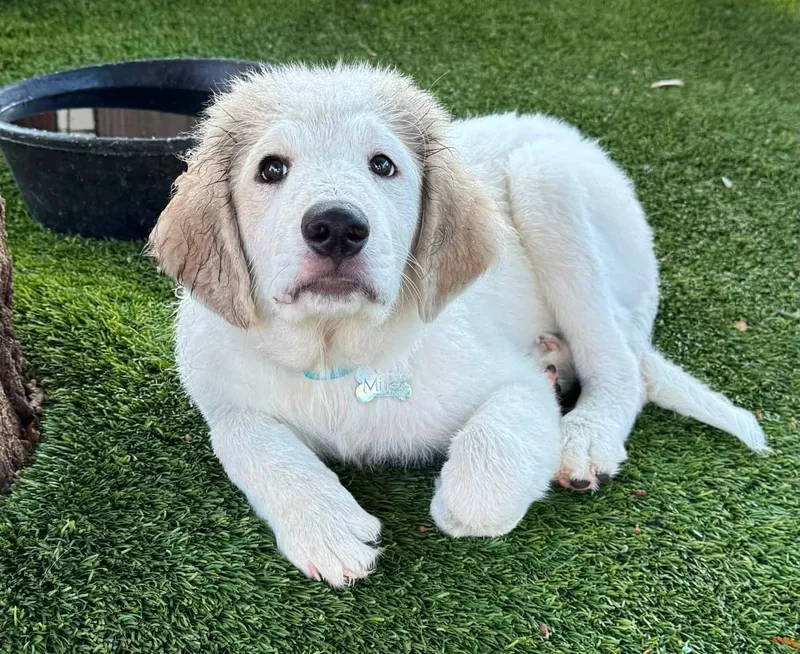 A young large-sized male Great Pyrenees dog named Georgie for adoption in Southlake, TX