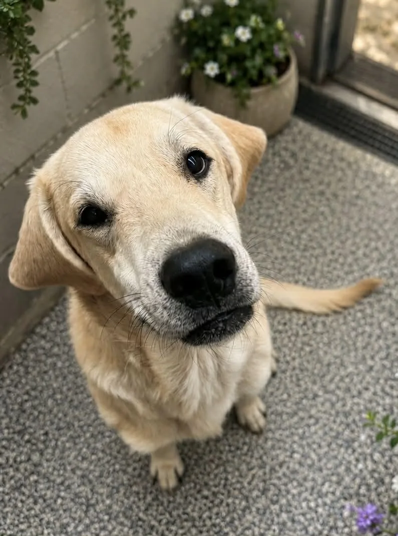 A young large-sized male Yellow / Tan / Blond / Fawn Yellow Labrador Retriever dog named Quentin for adoption in Bowie, TX