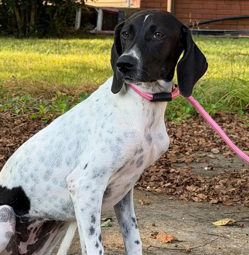 An adult medium-sized female Mixed Breed dog named Birdie for adoption in Groveland, MA