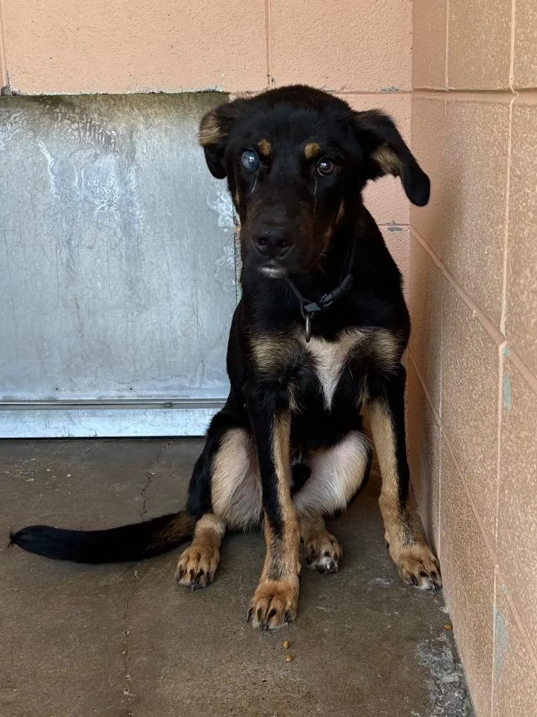 A young medium-sized male Shepherd dog named Chesney for adoption in Gautier, MS
