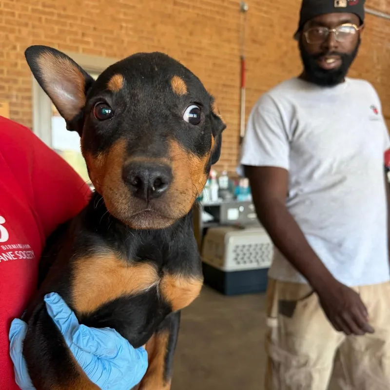 A baby small-sized male Black Rottweiler dog named Ruger for adoption in Birmingham, AL