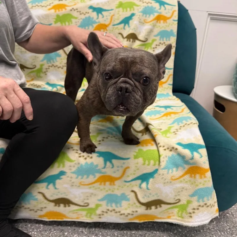 An adult small-sized male French Bulldog dog named Gilbert for adoption in Houston, TX