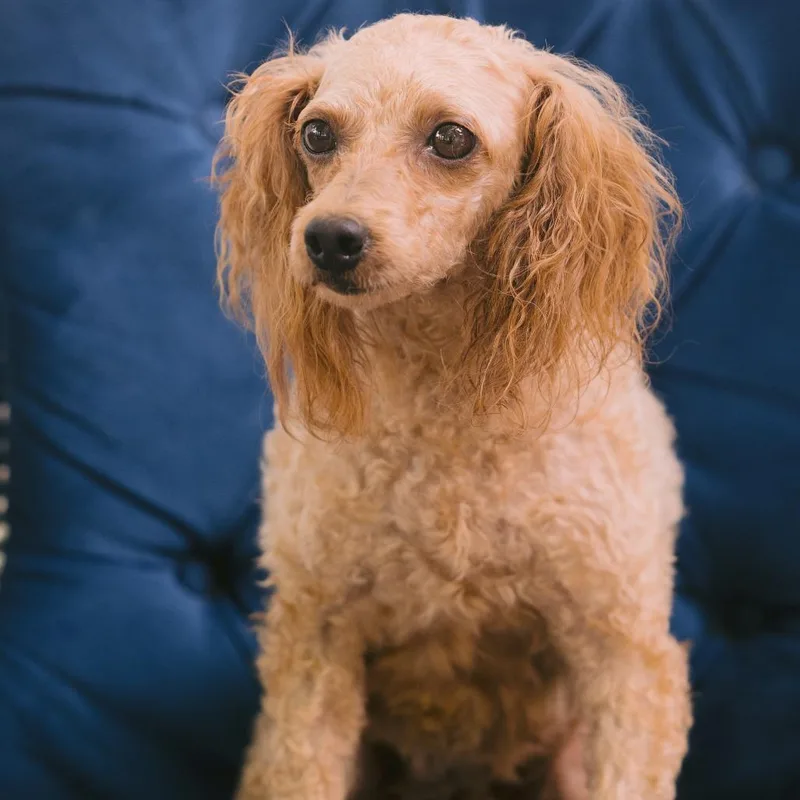 An adult small-sized female Miniature Poodle dog named Abby for adoption in Zionsville, IN