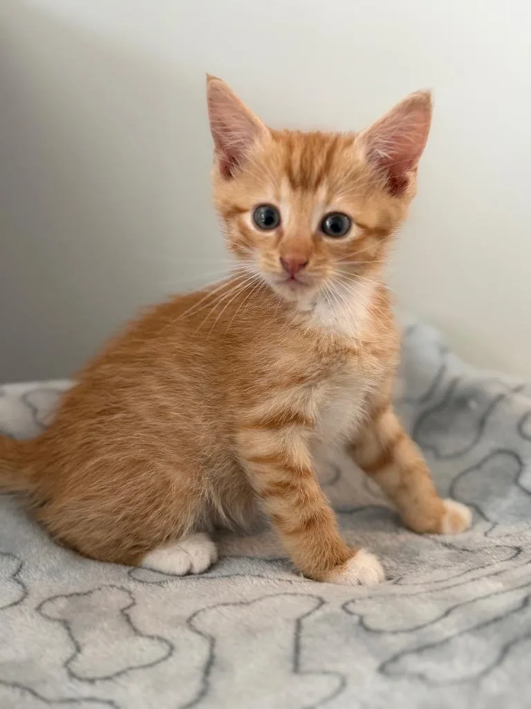 A baby small-sized male Domestic Short Hair cat named Oliver for adoption in Leonardtown, MD