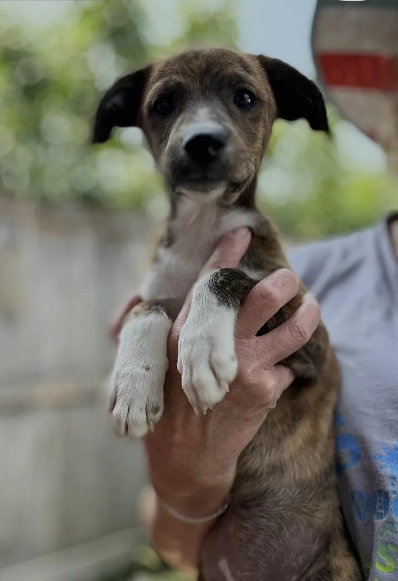 A baby medium-sized female Brindle Greyhound dog named Emmy for adoption in Wonder Lake, IL