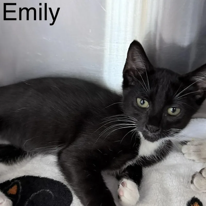 Emily