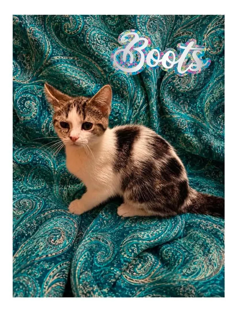 Wyatt  Boots and thumbnail 2