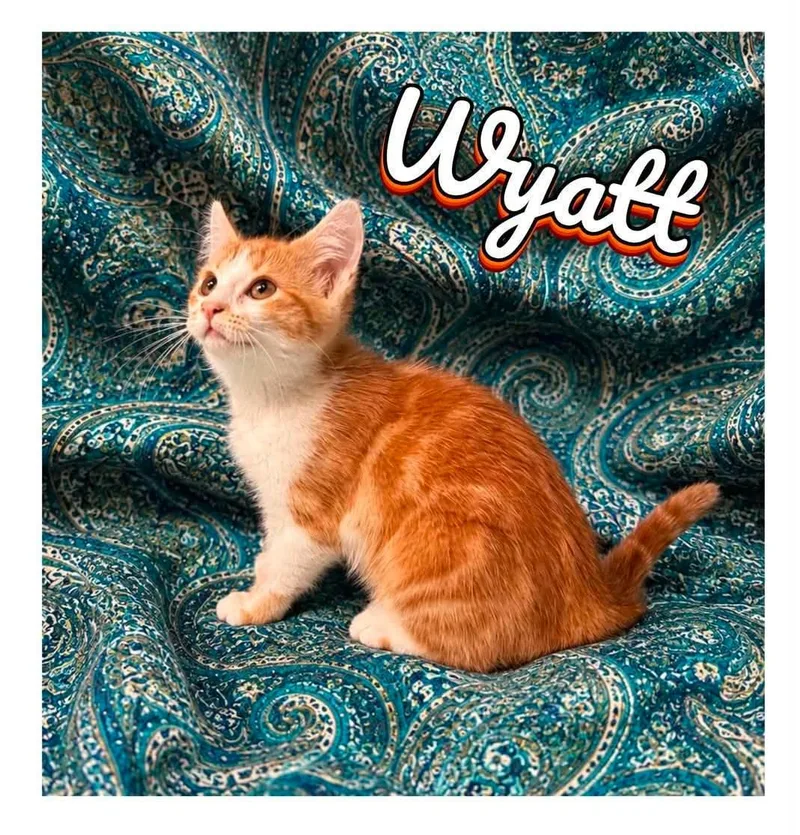 Wyatt  Boots and thumbnail 3