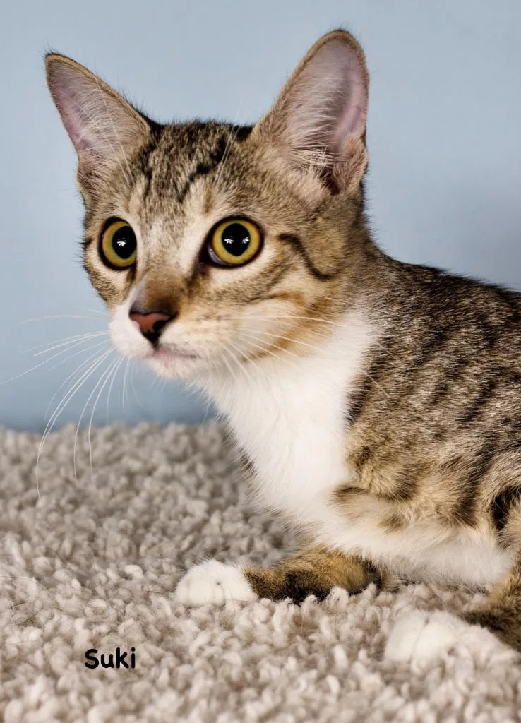 A baby small-sized female Domestic Short Hair cat named Suki for adoption in Gilbert, AZ