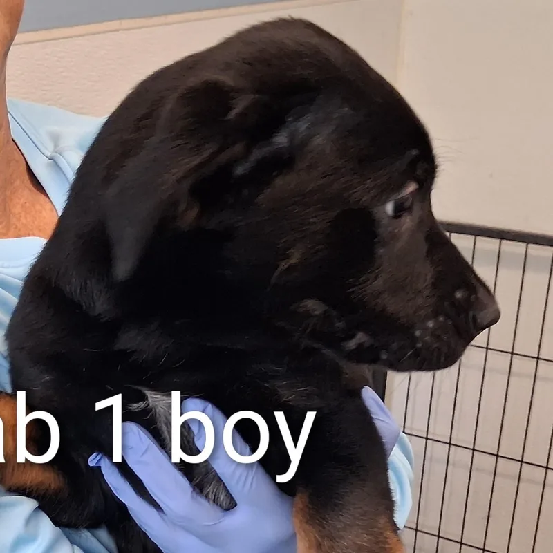A baby medium-sized male Black Labrador Retriever dog named Robbie for adoption in Maynardville, TN