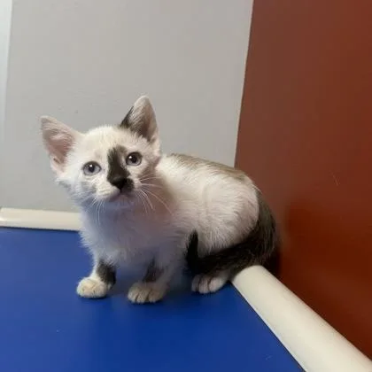 A baby small-sized male Siamese cat named Noodle for adoption in Janesville, WI