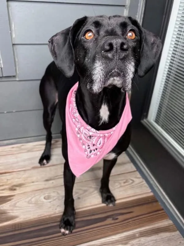 A young medium-sized female Hound dog named Roma for adoption in Powell, OH