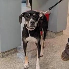 An adult medium-sized female Black Mixed Breed dog named Rella for adoption in Jacksonville, FL