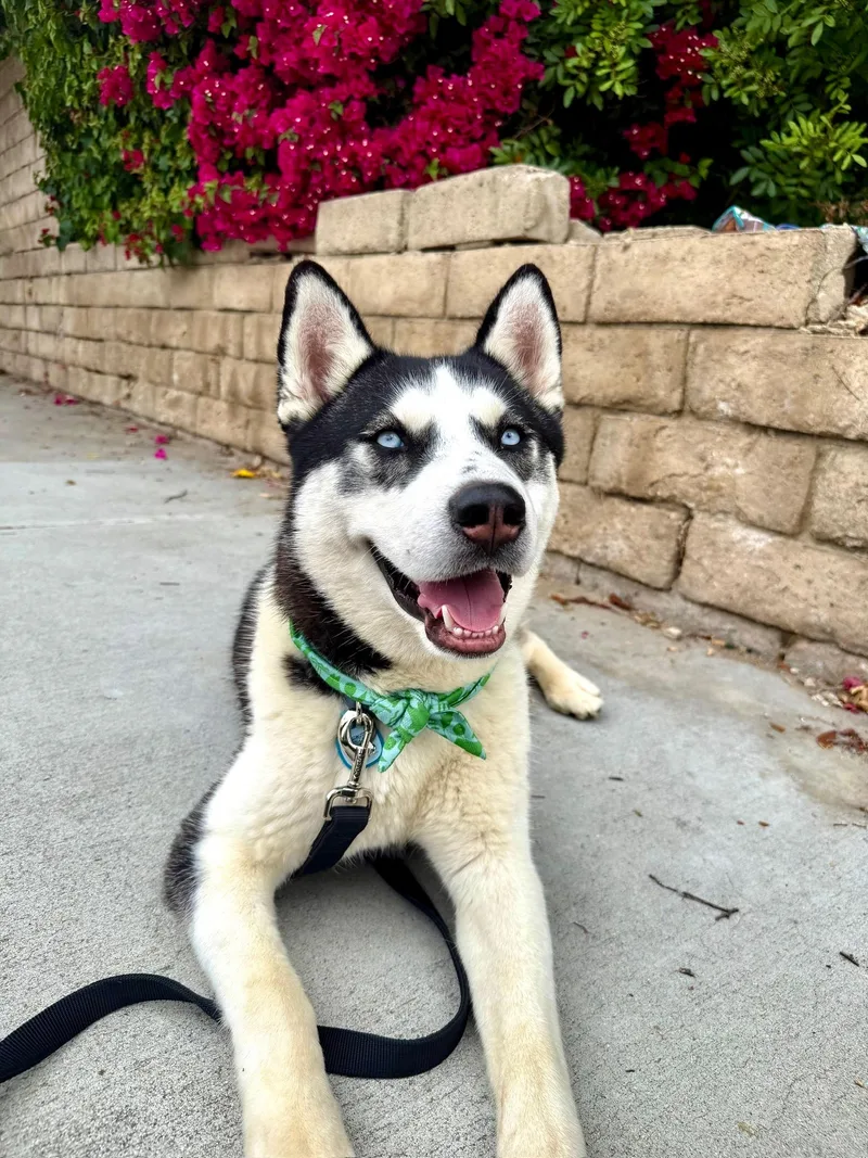 Cooper