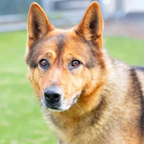 An adult large-sized female German Shepherd Dog dog named Luna for adoption in Camarillo, CA