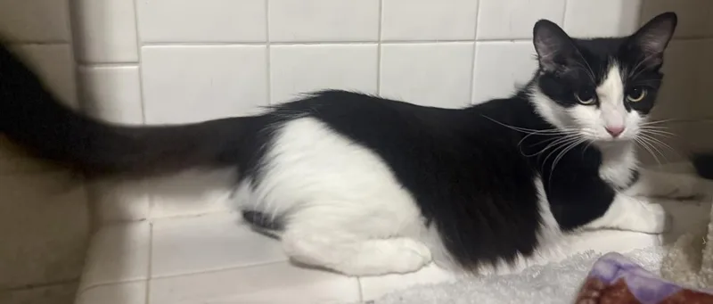 A young medium-sized female Domestic Medium Hair cat named Ashlyn Cappuccino for adoption in Chandler, AZ