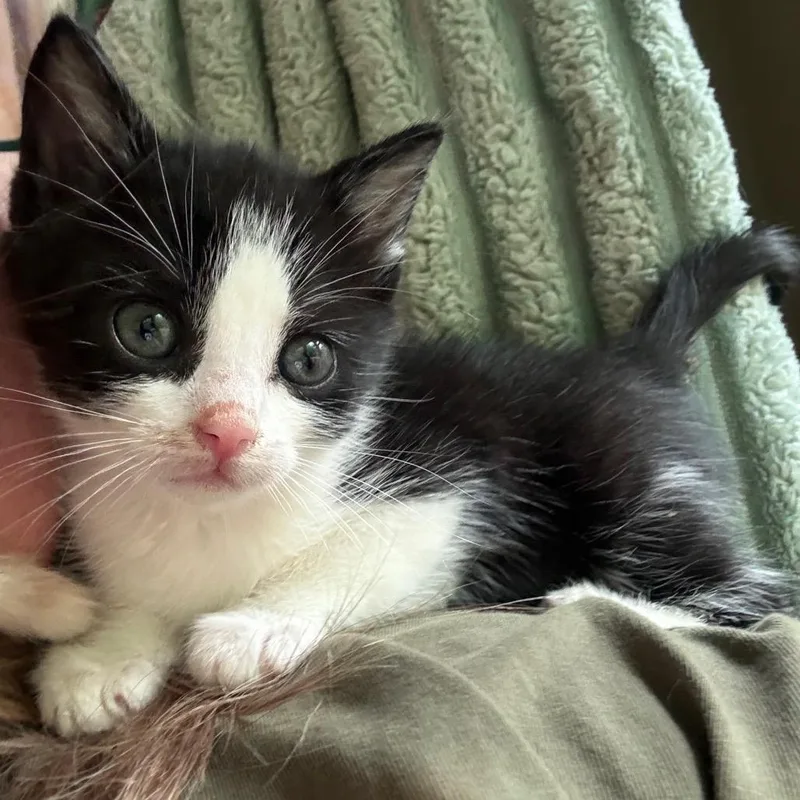A baby small-sized male Black Domestic Short Hair cat named Maverick for adoption in Brevard, NC
