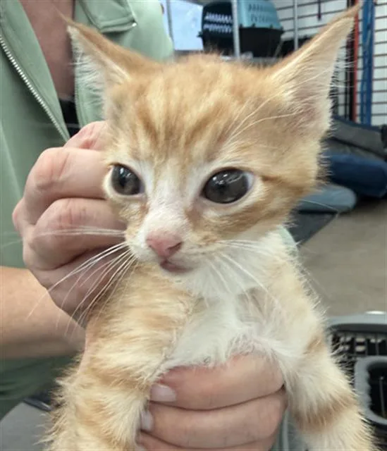 A baby medium-sized male Domestic Short Hair cat named Tylung for adoption in Dallas, TX