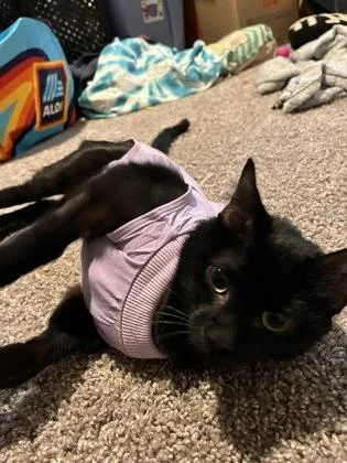 An adult medium-sized female Domestic Short Hair cat named Sherona for adoption in Chamblee, GA