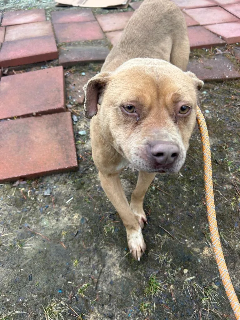 A young medium-sized female Mixed Breed dog named Kiwi for adoption in Oxford, NC