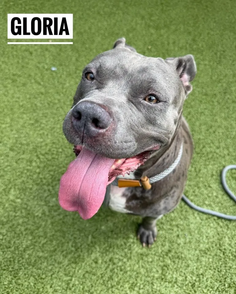 An adult large-sized female Gray / Blue / Silver Mixed Breed dog named Gloria for adoption in Flint, MI