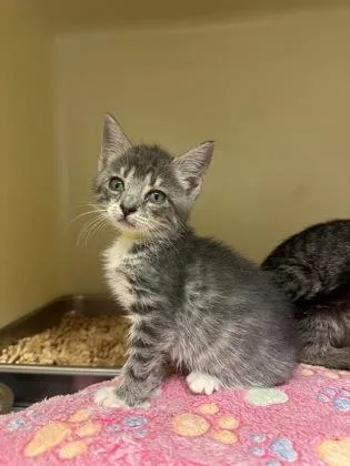A baby small-sized female Domestic Short Hair cat named Oven for adoption in King William, VA