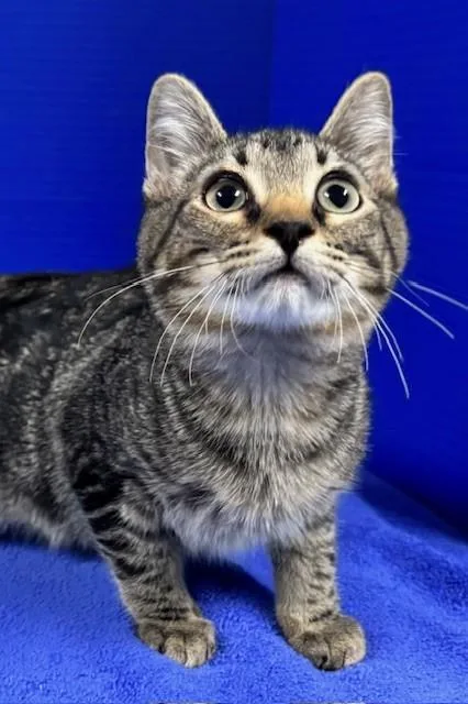 Hummingbird thumbnail 2