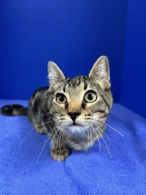 Hummingbird thumbnail 3