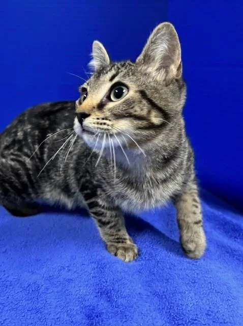 Hummingbird thumbnail 4