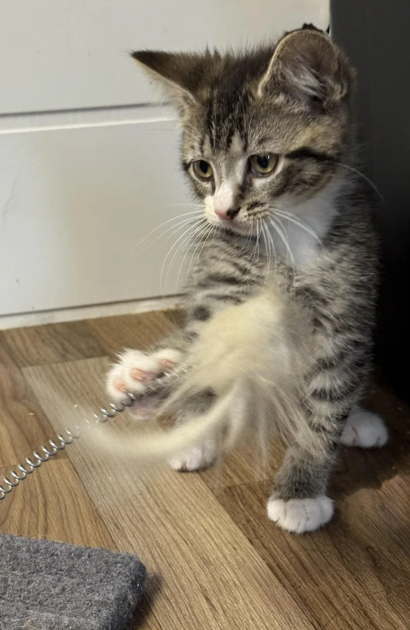 A baby medium-sized male Tabby (Gray / Blue / Silver) Domestic Short Hair cat named Grogu for adoption in Orange, VA