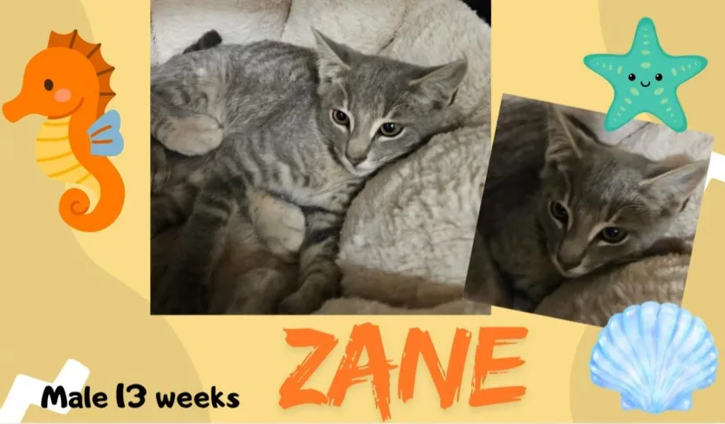 Zane